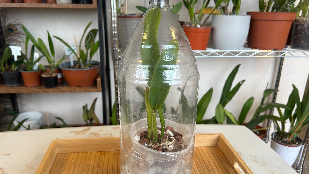 TERAPIA DE BOTELLA