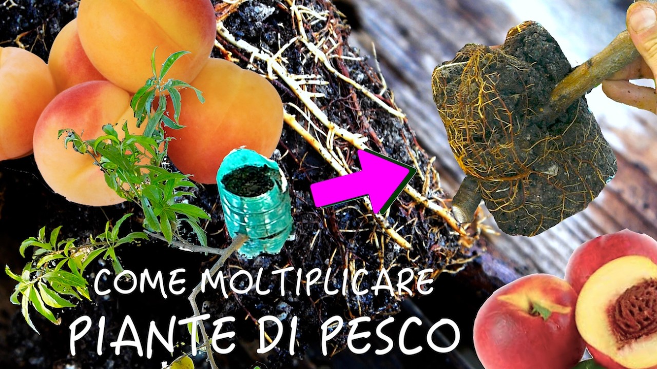 MOLTIPLICARE PIANTE DI PESCO 🍑 Come Fare le MARGOTTE AEREE (con Risultato Finale) 🌿
