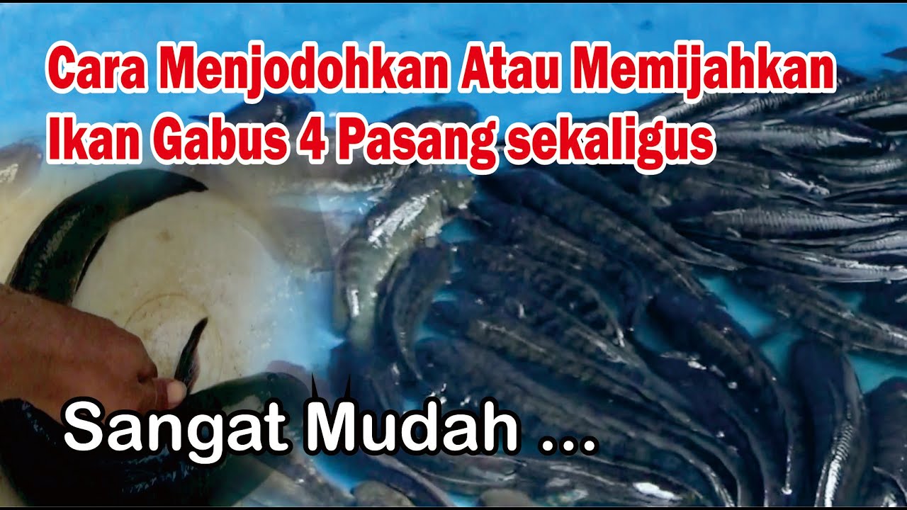 Cara Menjodohkan || Memijahkan Ikan Gabus 4 Pasang Sekaligus || Budidaya Ikan Gabus