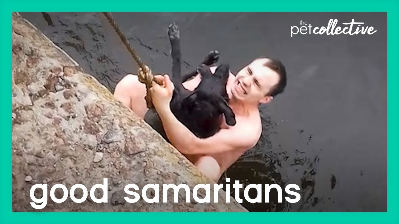 Good Samaritans To The Rescue! | The Pet Collective