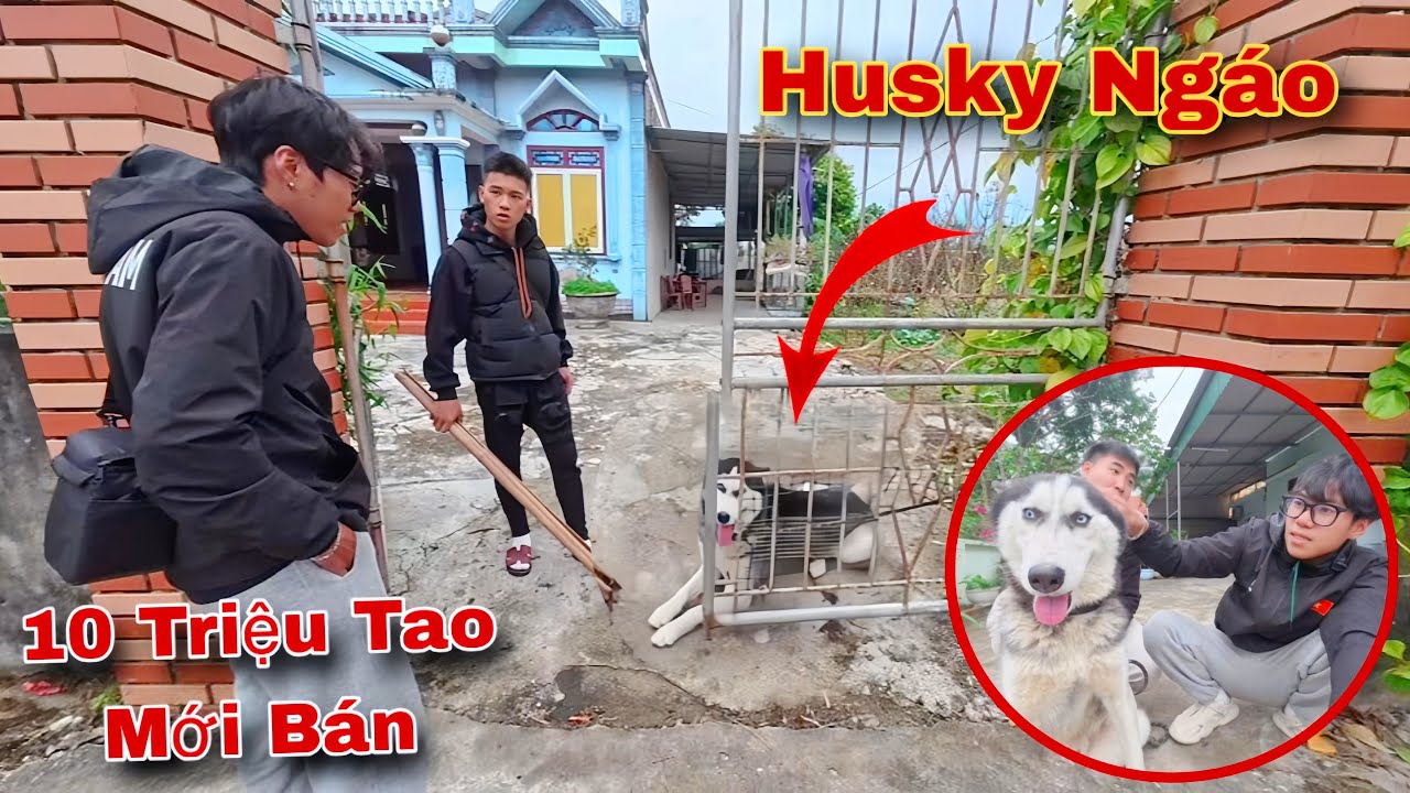 Giải Cứu Chó Husky Ngáo Khỏi Tay Người Chủ Độ.c Ác Với Số Tiền 10 Triệu | Dương KC