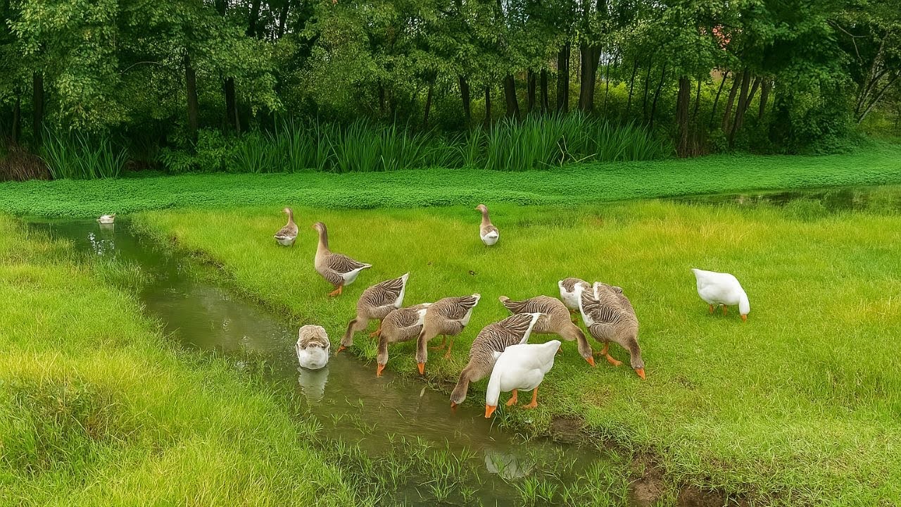 🌲🏡 Where the Village, Jungle & River Meet | Peaceful Countryside Ambience 🦆🐄