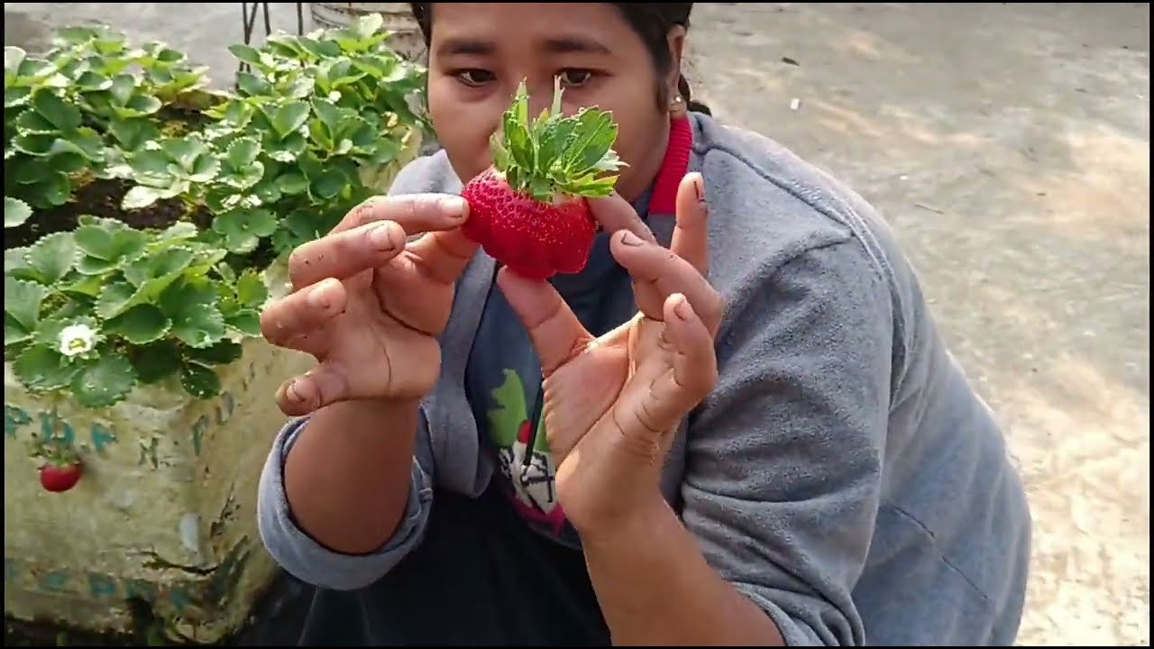 WOW, it's a lovely strawberry 🍓