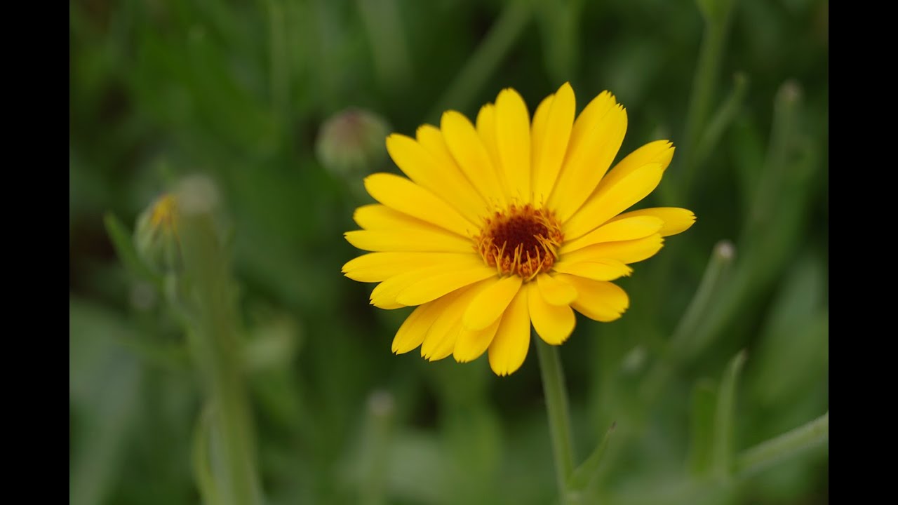 Gutes aus Gottes Garten - Ringelblumensalbe aus dem Kloster Ellwangen