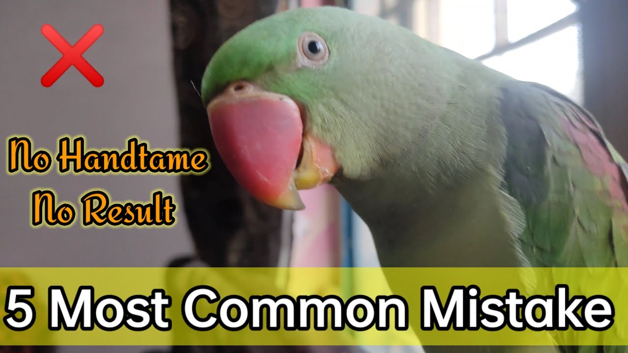 Most common mistake in parrot parenting #parrottraining #paharitota #parrotcare#alexandrineparrot