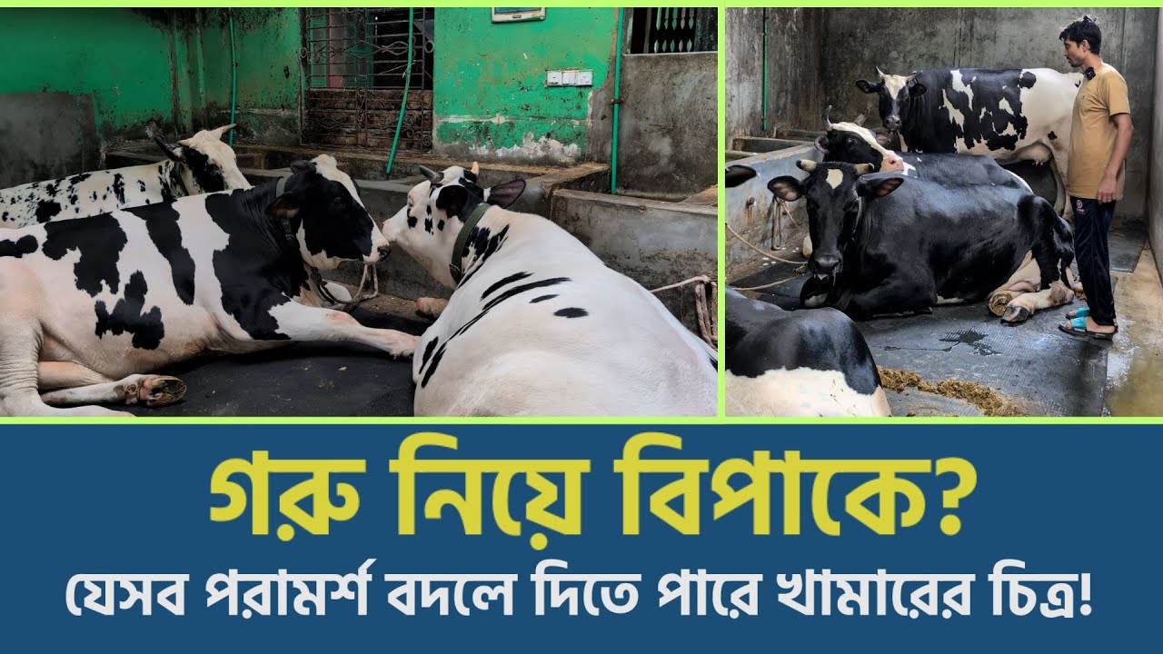 খরচ কমিয়ে যেসব উপায়ে লাভজনক খামার গড়লেন সুমন | Cow Farming | Agro | Shakti Foundation
