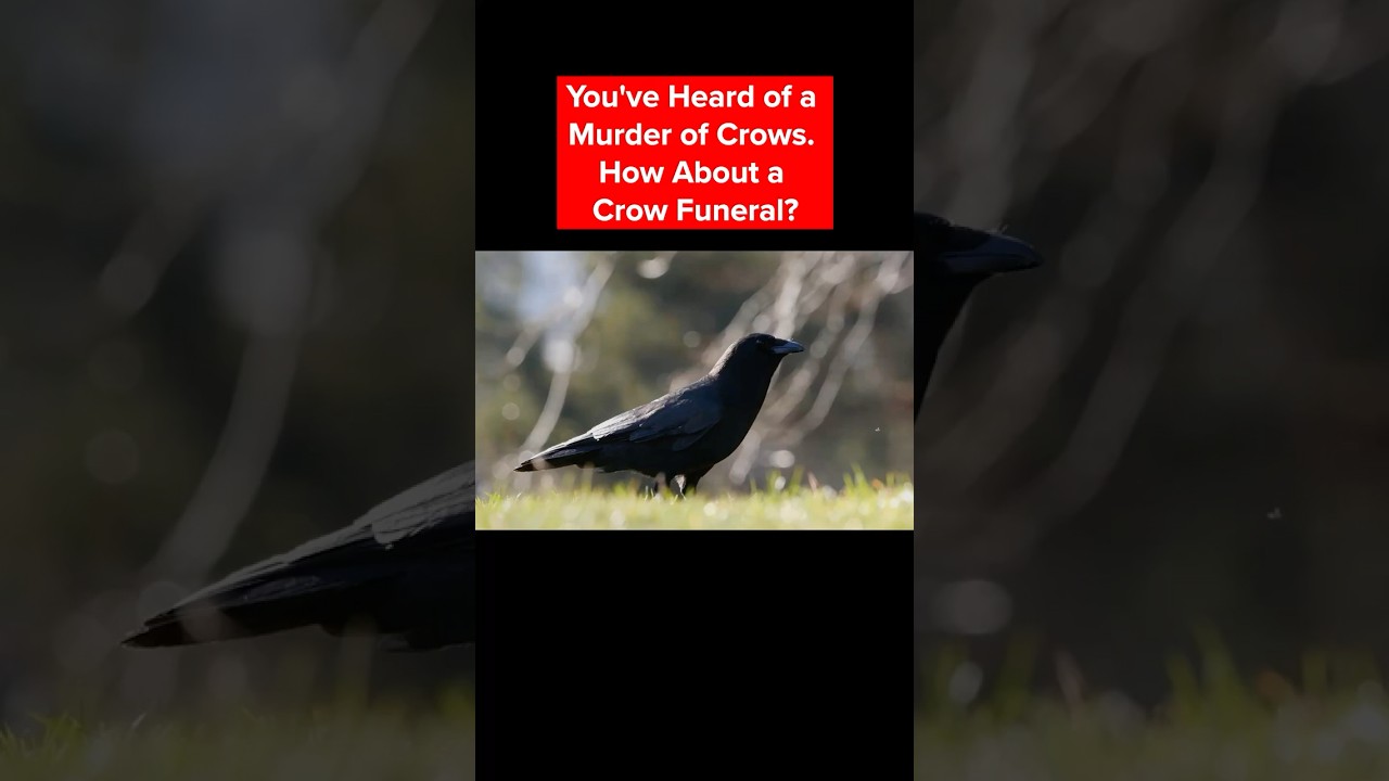 You Heard Of A Murder Of Crows. How About A Crow Funeral? | #DeepLook #shorts #crows