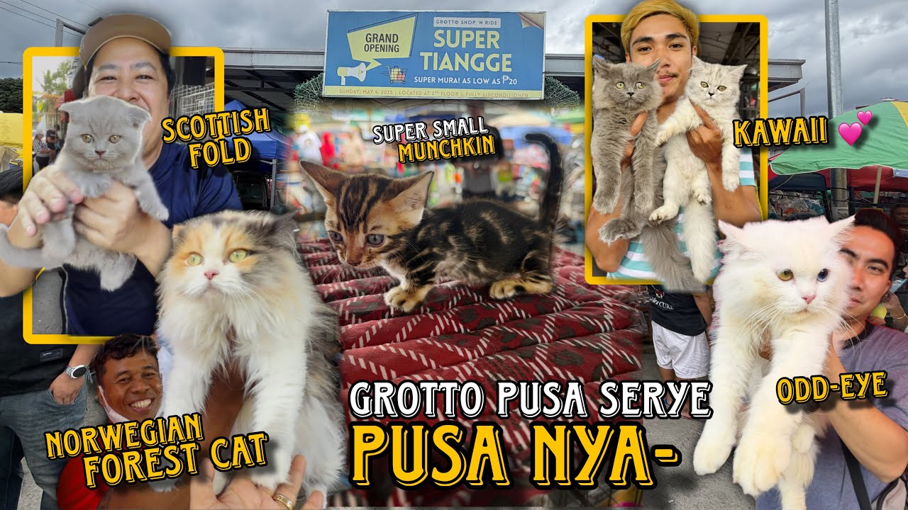 MAY PUSA NA BUMABA PRESYO SA GROTTO PET MARKET/MARCH 8, 2026/ GROTTO PUSA SERYE/ super discount 