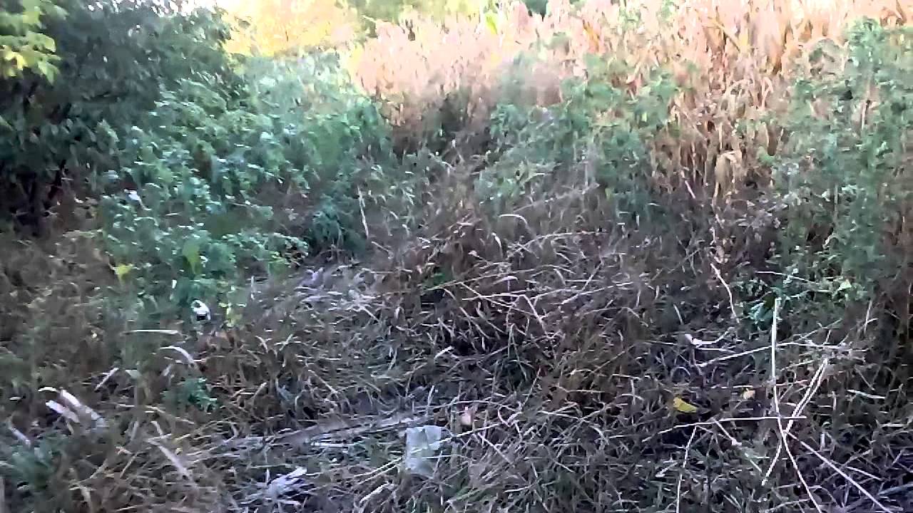 Кодыма Крутые