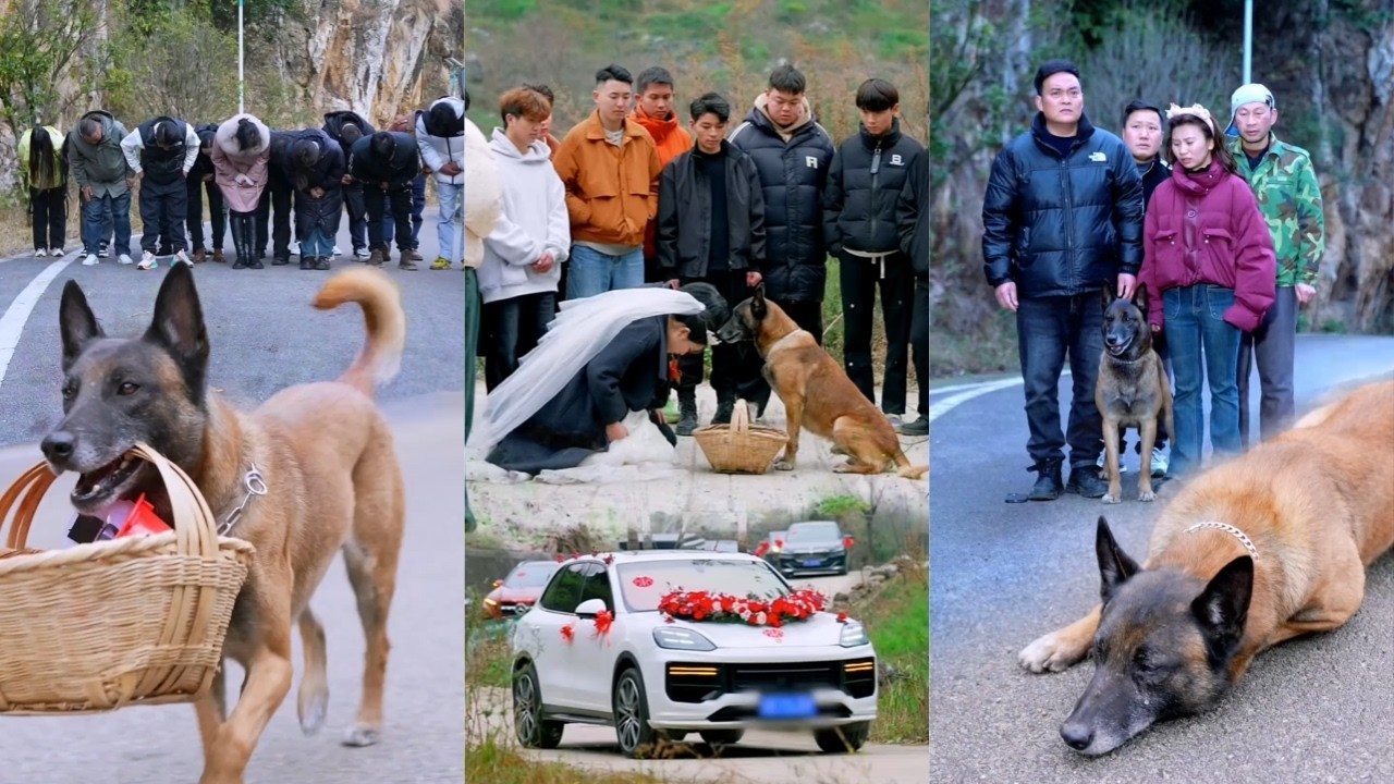 终极守护！勇敢狗狗奋不顾身拦车，预知危险的动人故事🐾♥️