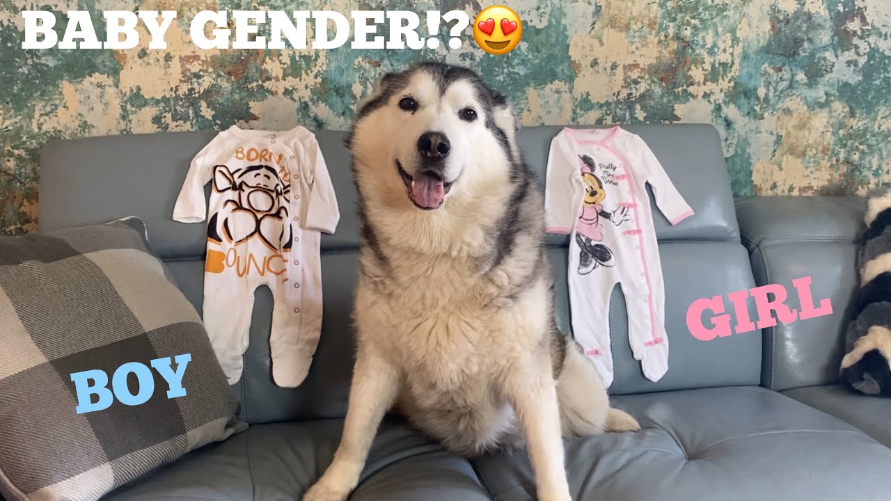 My Huskies Try To Guess The Gender Of Our Baby! [CUTEST REACTION!!]
