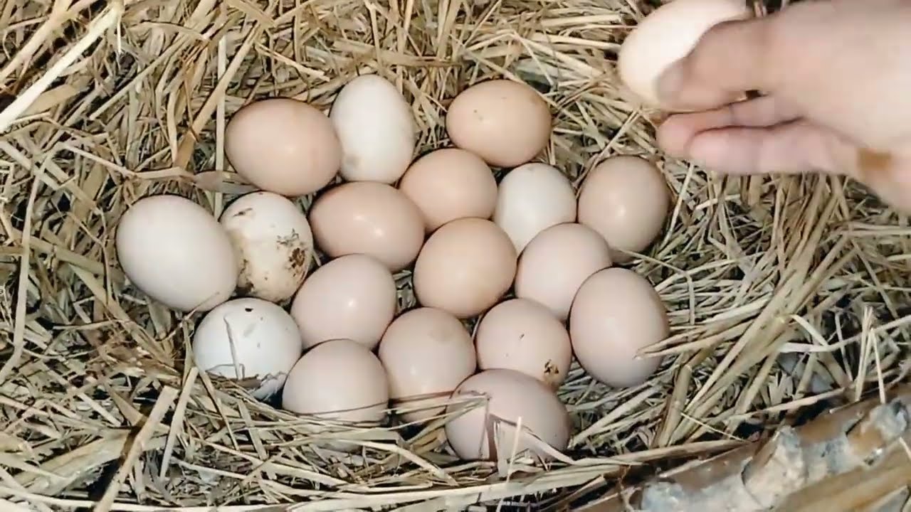 بعد غياب طويل رجعتلكم بمفجأه جميله وهقولهم سبب بعدى عنكم❗