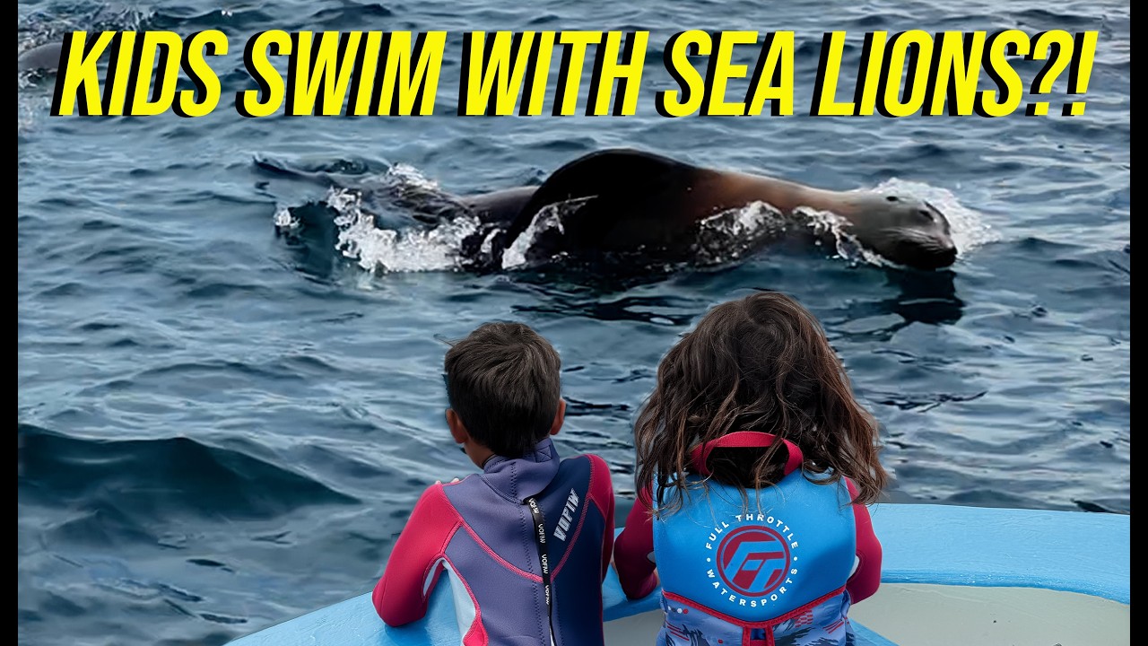 Our Kids Swam With Wild Sea Lions in La Paz Mexico