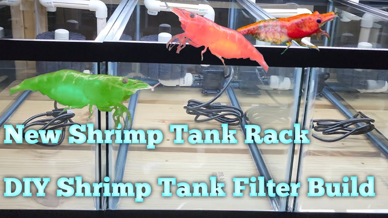 New Shrimp Tank Rack - DIY Shrimp Tank Filter Build