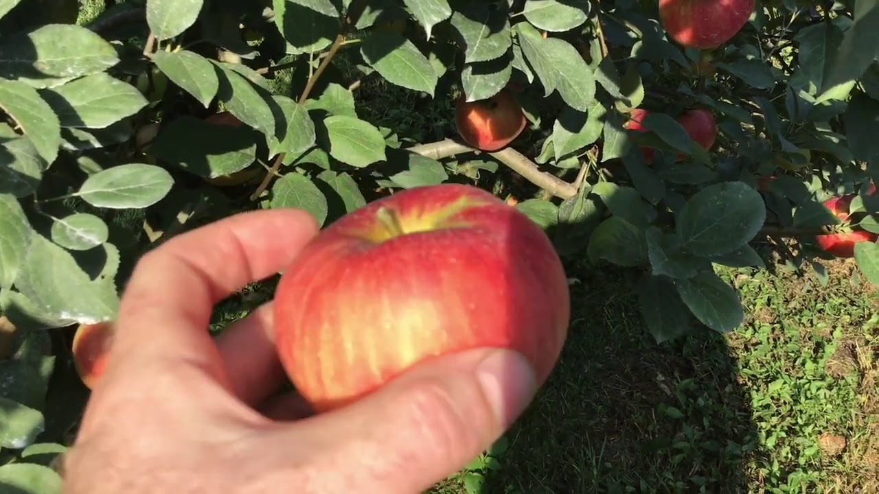 HoneyCrisp Picking