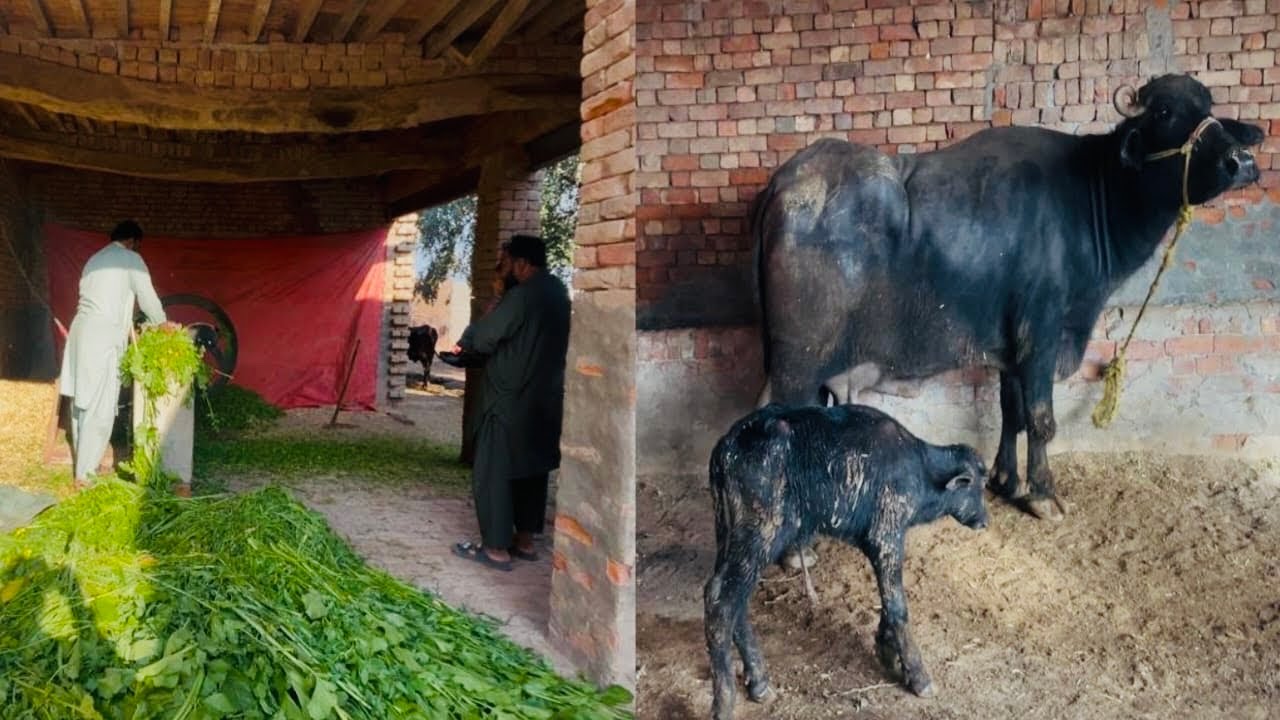 Alhamdulillah bhains ne katti (calf) di” 🐃 Happy Moment at Farm ❤️ AZ Village Vibes 