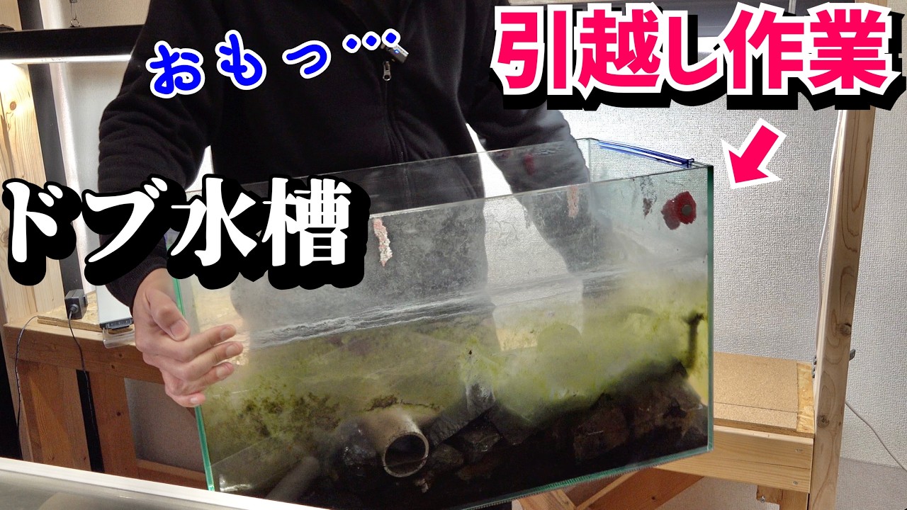 買った中古物件に水槽引っ越し！力づくで運び出していく。