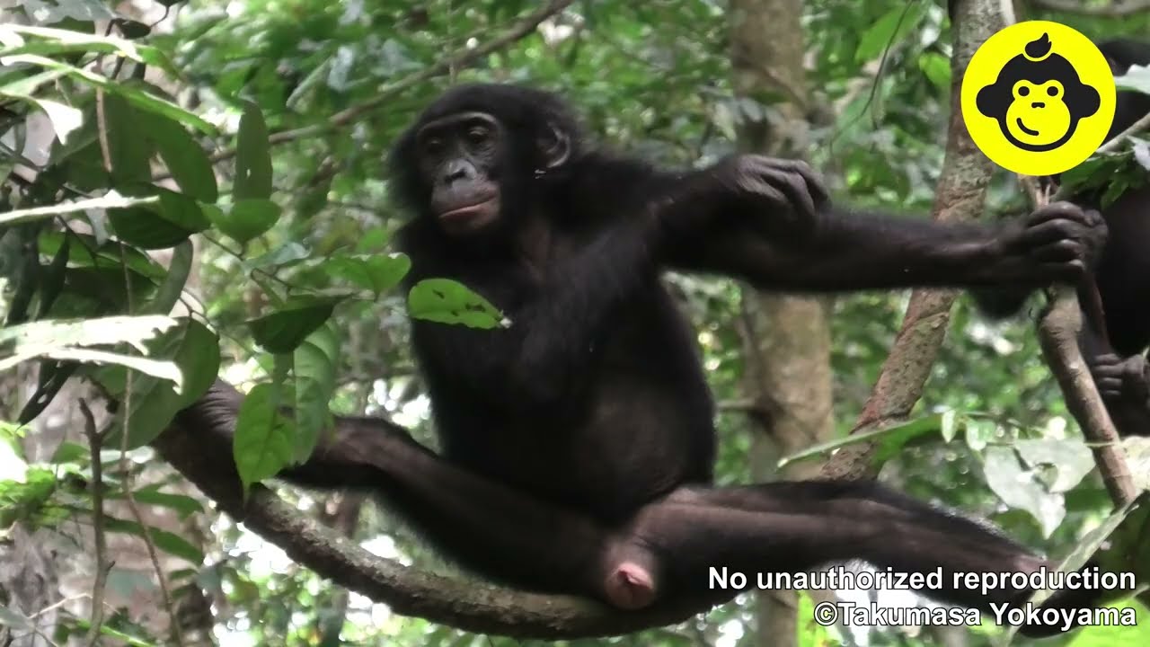 An adolescent female bonobo in the forest!【Observations of Bonobos #199】