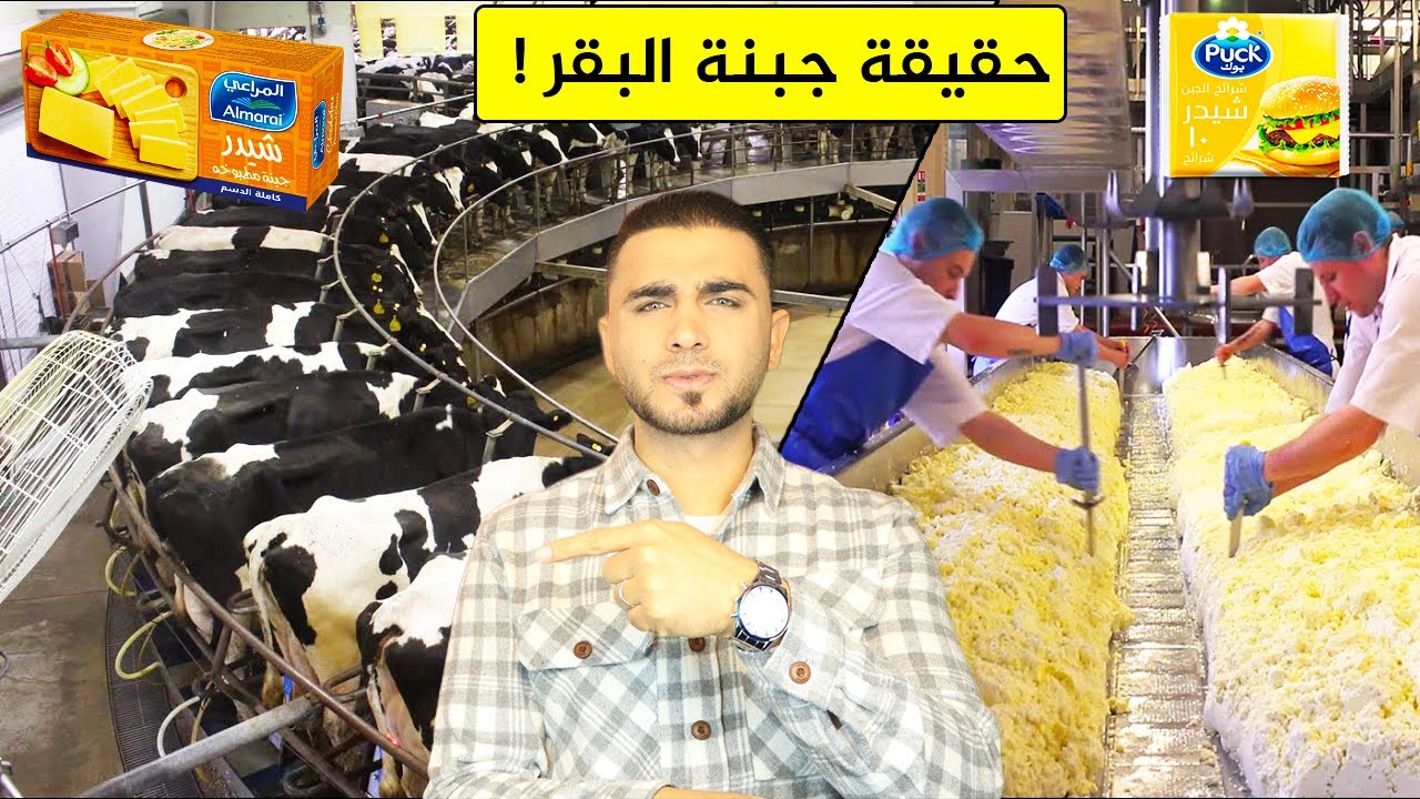 كشف حقيقة جبنة البقر😱أسرار جبنة شيدر 😱هل هي مضرة