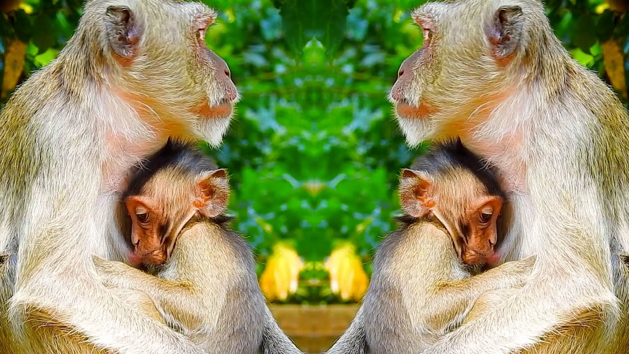 Vegan baby monkey tries to get two milks