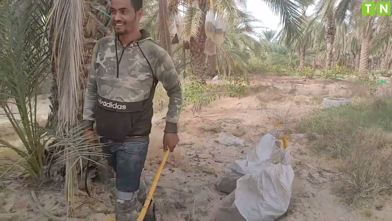 قبلي: موسم جني التمور..ممتاز من حيث الكمية والجودة
