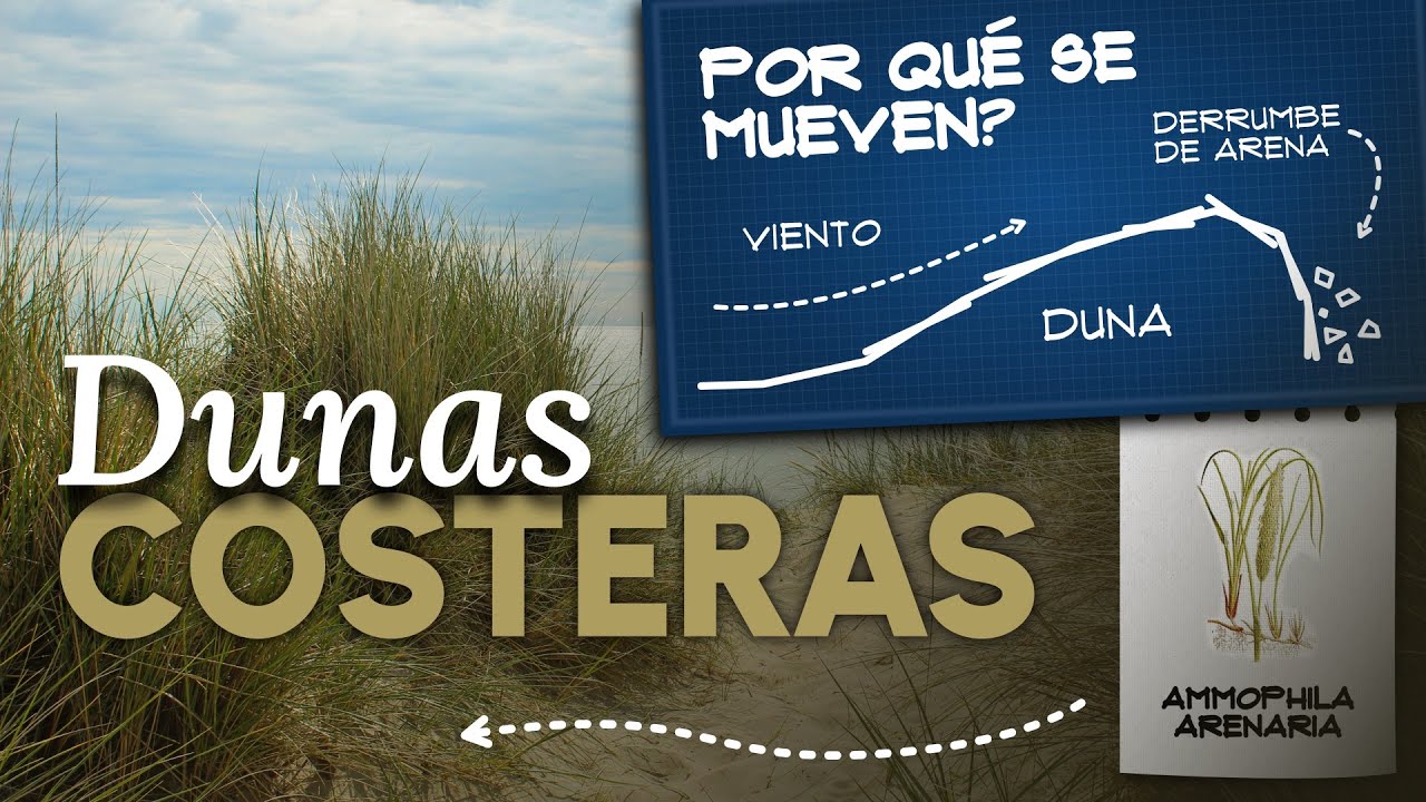 Dunas costeras: Los ecosistemas OLVIDADOS por los INGENIEROS | DOCUMENTAL