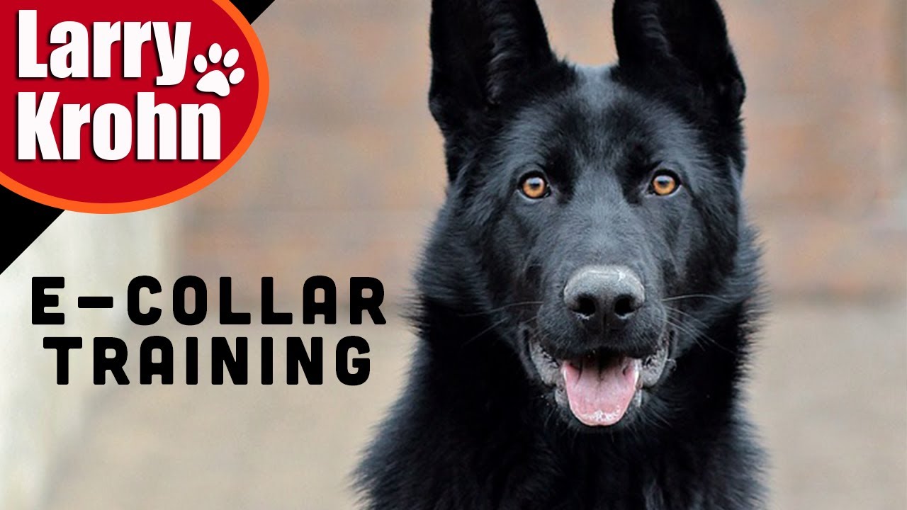 E Collar Training / First day of Intermittent Phase