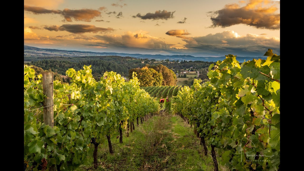 J Wrigley Vineyards