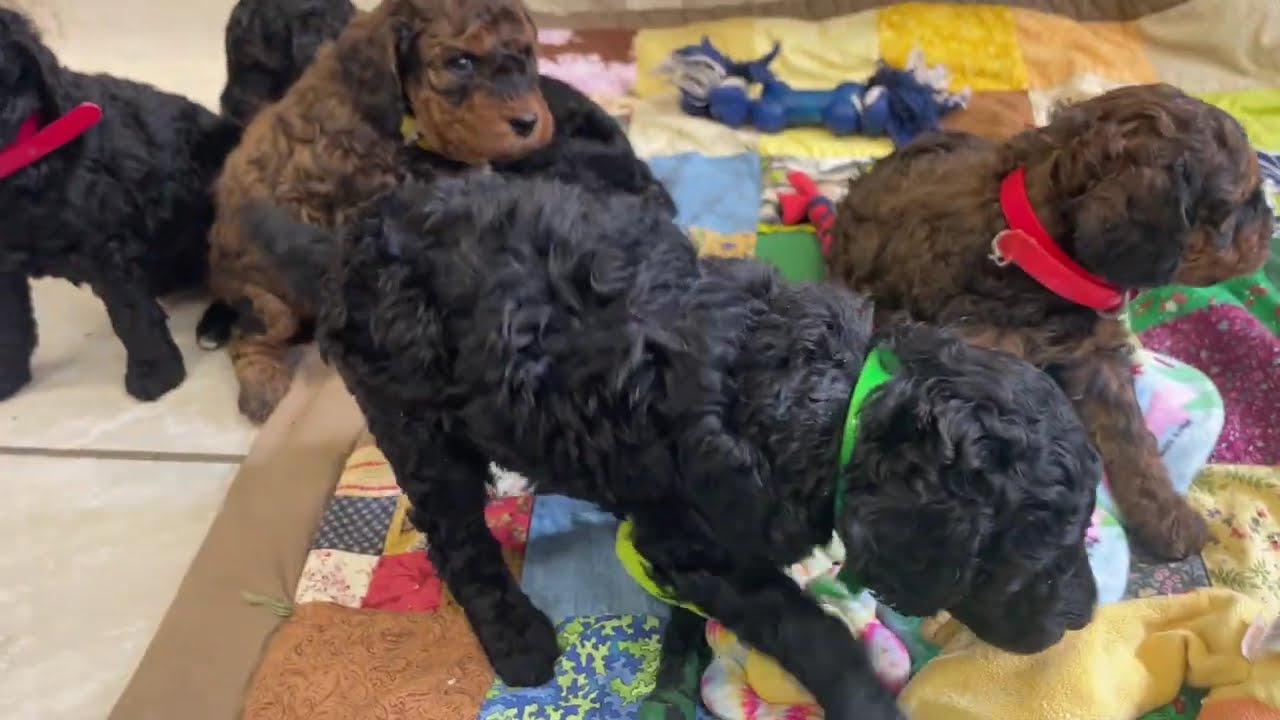 Moyen Poodles Puppies--Sable and phantom markings