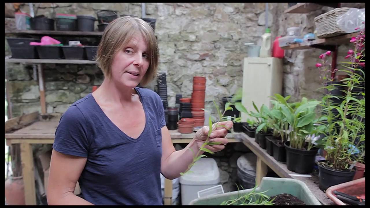 Taking stem cuttings of Penstemons