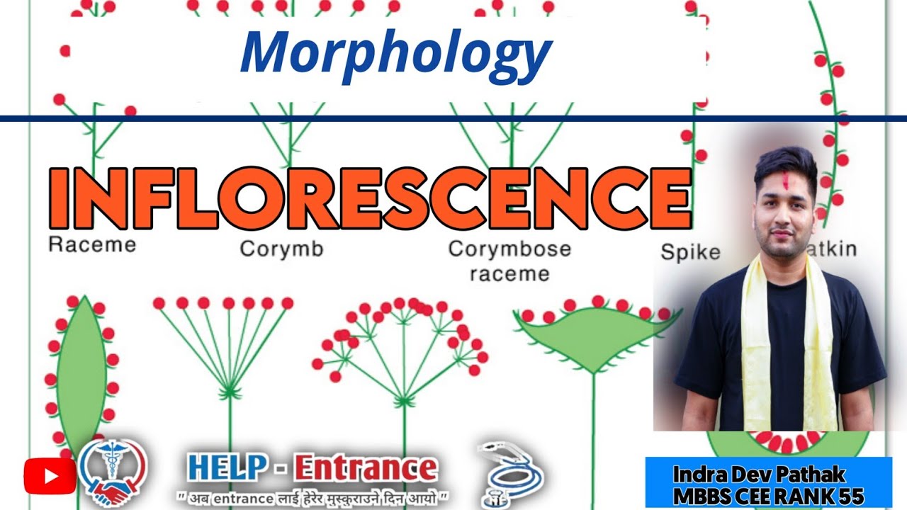 Inflorescence ( Morphology )