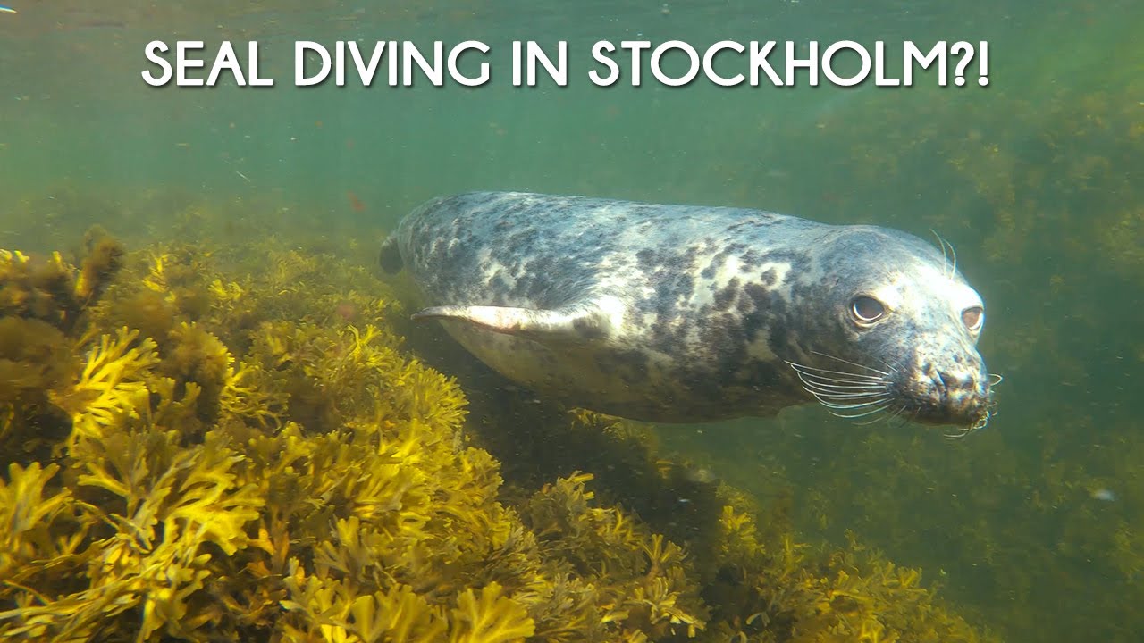 Seal diving in Stockholm?!