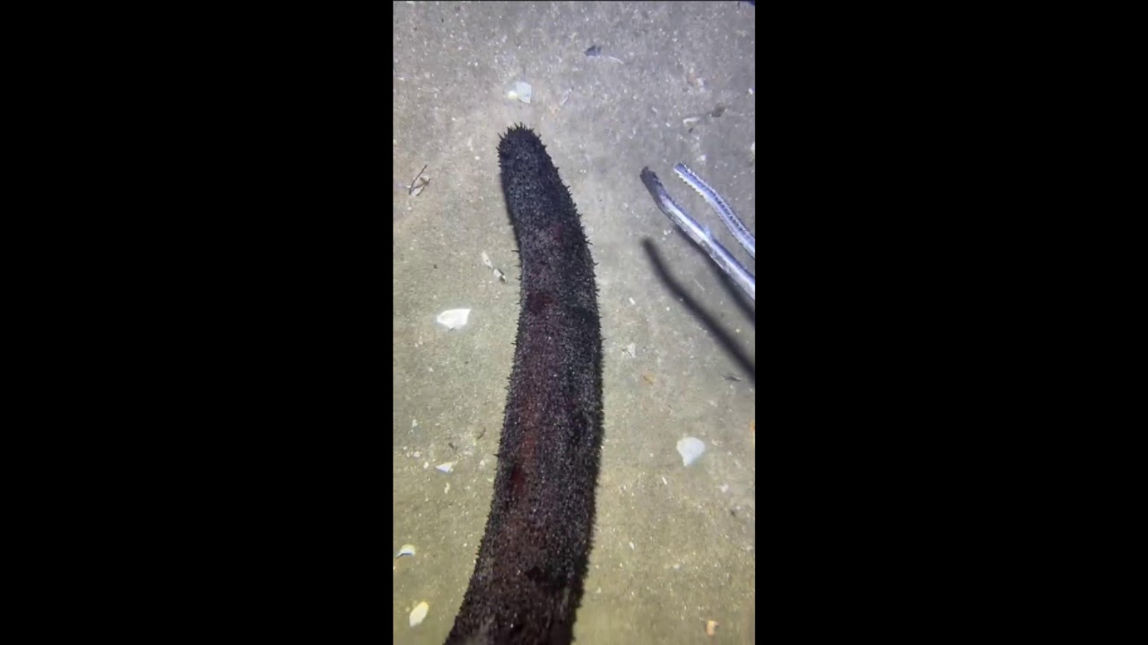 CATCHING SEAFOOD FROM THE SEABED LIVE 10