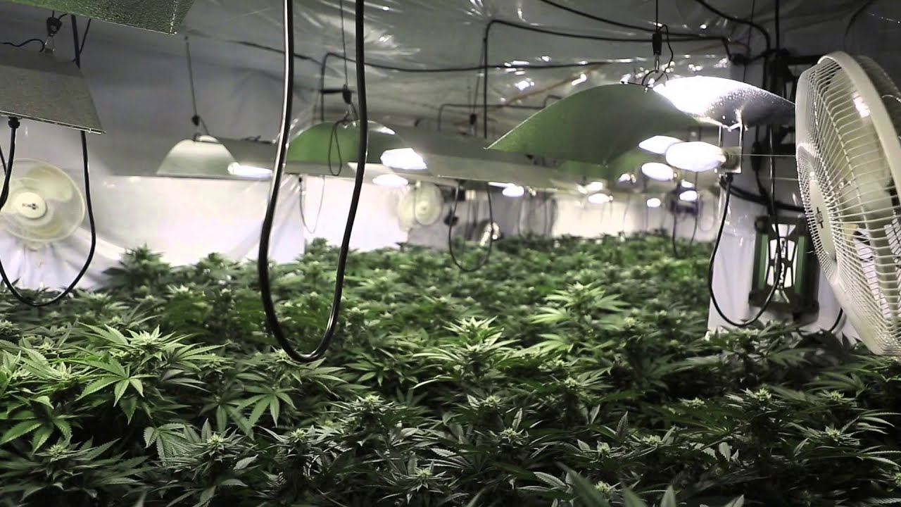 18,000 Watt UW Purple Kush Farewell Grow Day 28