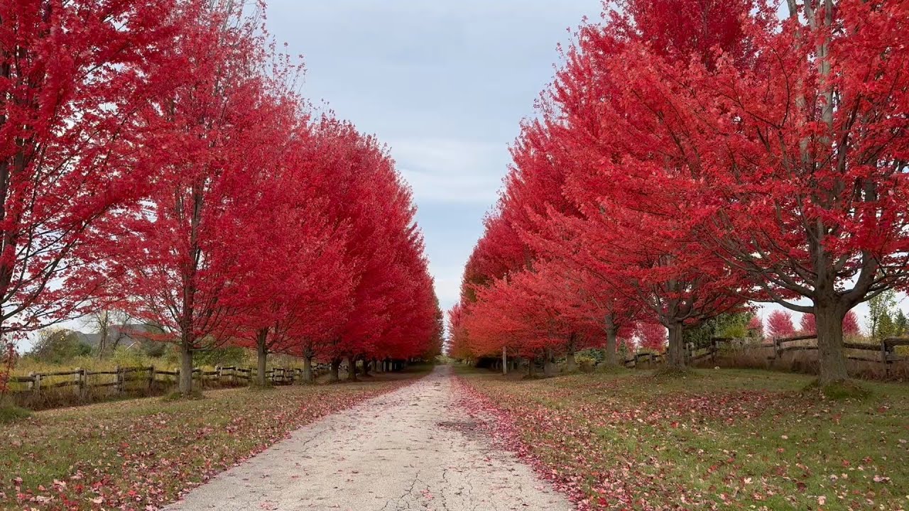 Vibrant Fall Foliage in Caledon | Nature’s Beauty Painted in Red and Gold