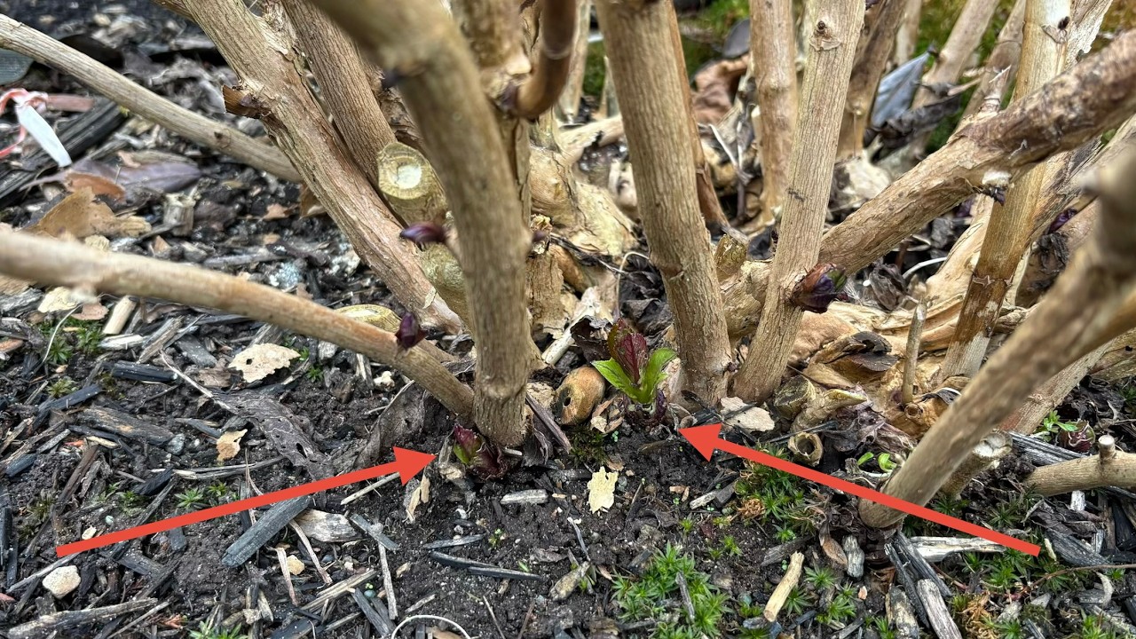Spring Clean Up For Mop Head Hydrangea (Macrophylla)  - March 5, 2026
