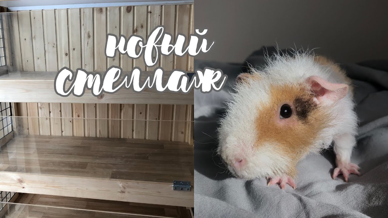 Новый стеллаж для морских свинок//стеллаж для морских свинок🏠 СВИНКИ С МОРЯ