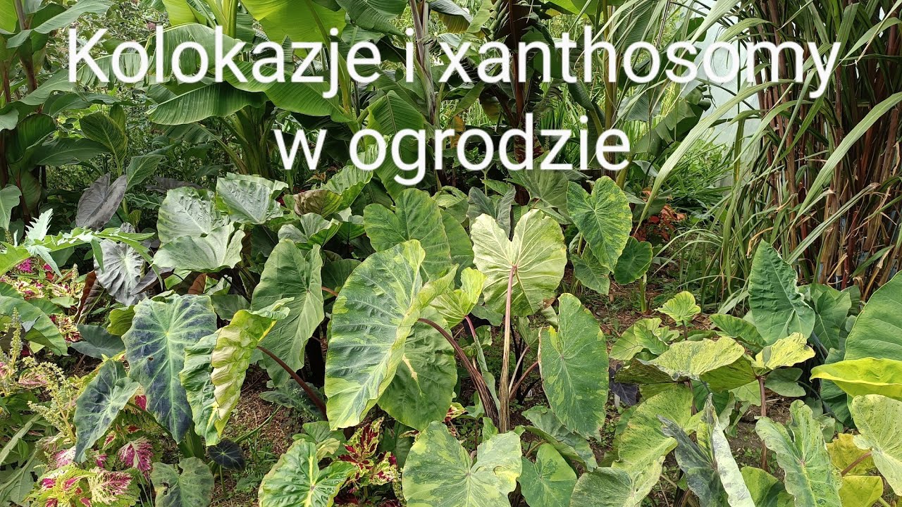 4#🌱 Kolokazje i xanthosomy w ogrodzie. 40 odm. i gat. kolokazji. Uprawa w gruncie i pojemnikach 🌱