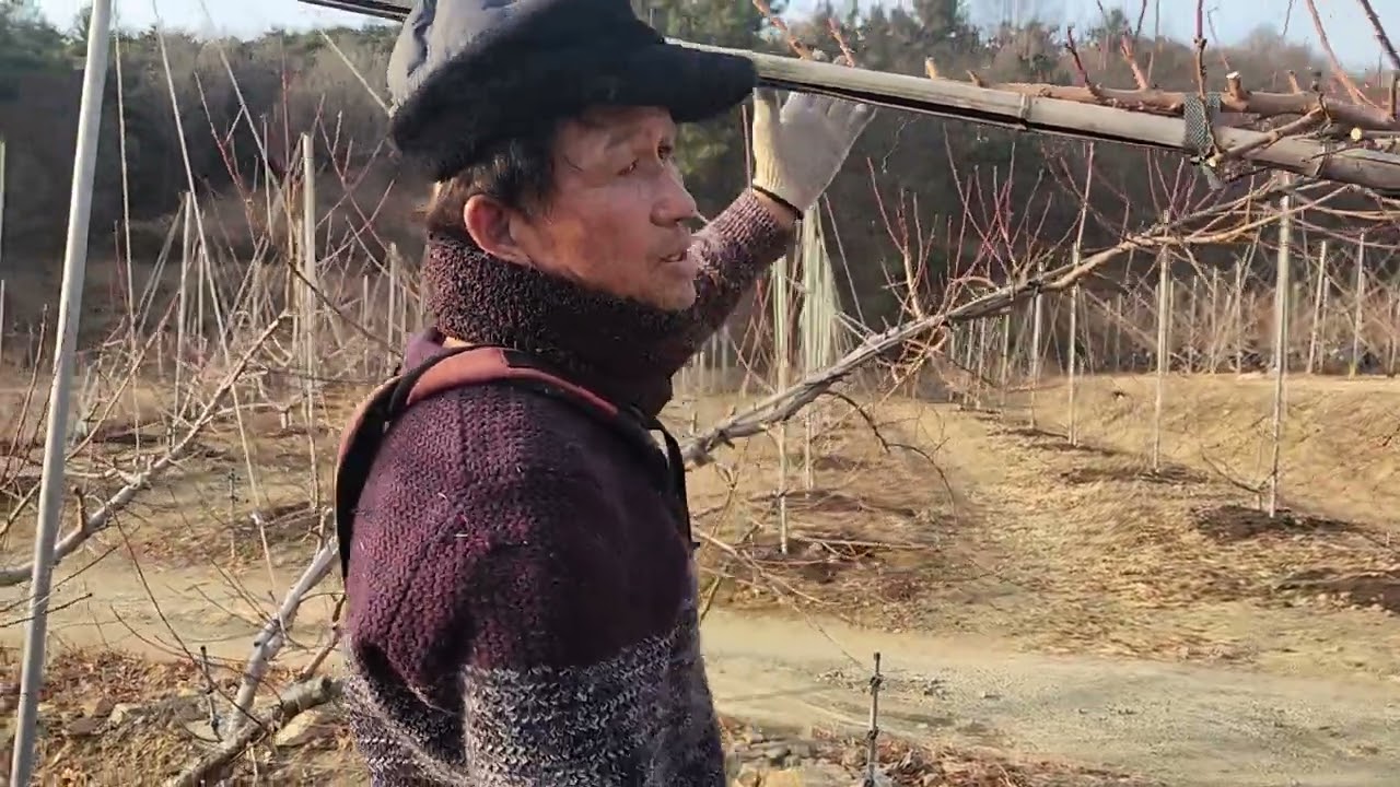 45년 노하우 고수분이 알려주는  복숭아나무 중만생종 전지 잘하는방법.