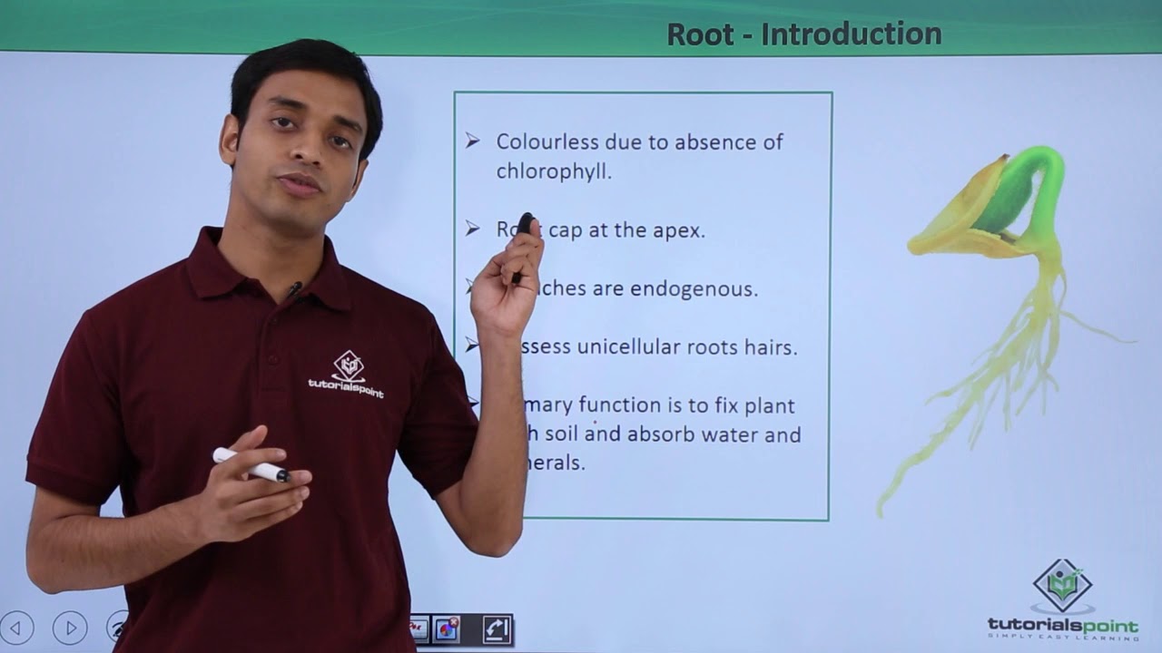 Class 11th &ndash; Root - Introduction | Morphology of Flowering Plants | Tutorials Point
