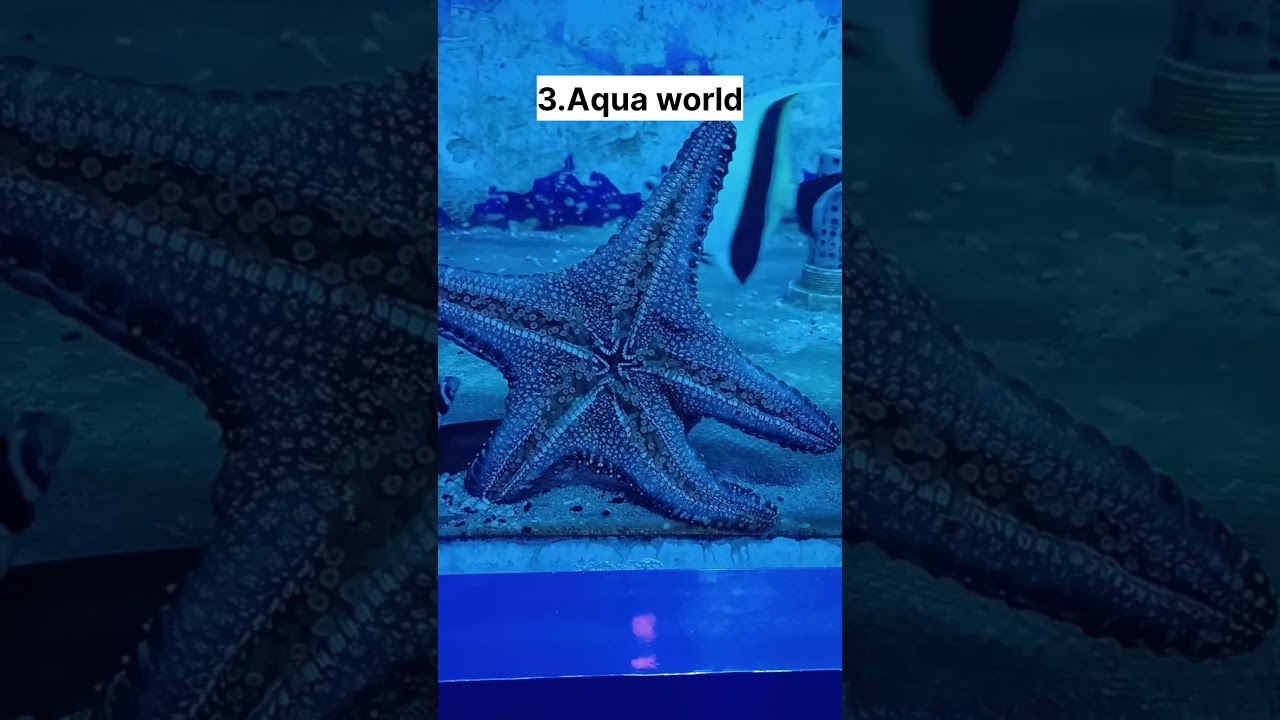5 must visit places in Mysore| 1-Day in Mysore #travel #india #karnataka #shorts #travelvlog