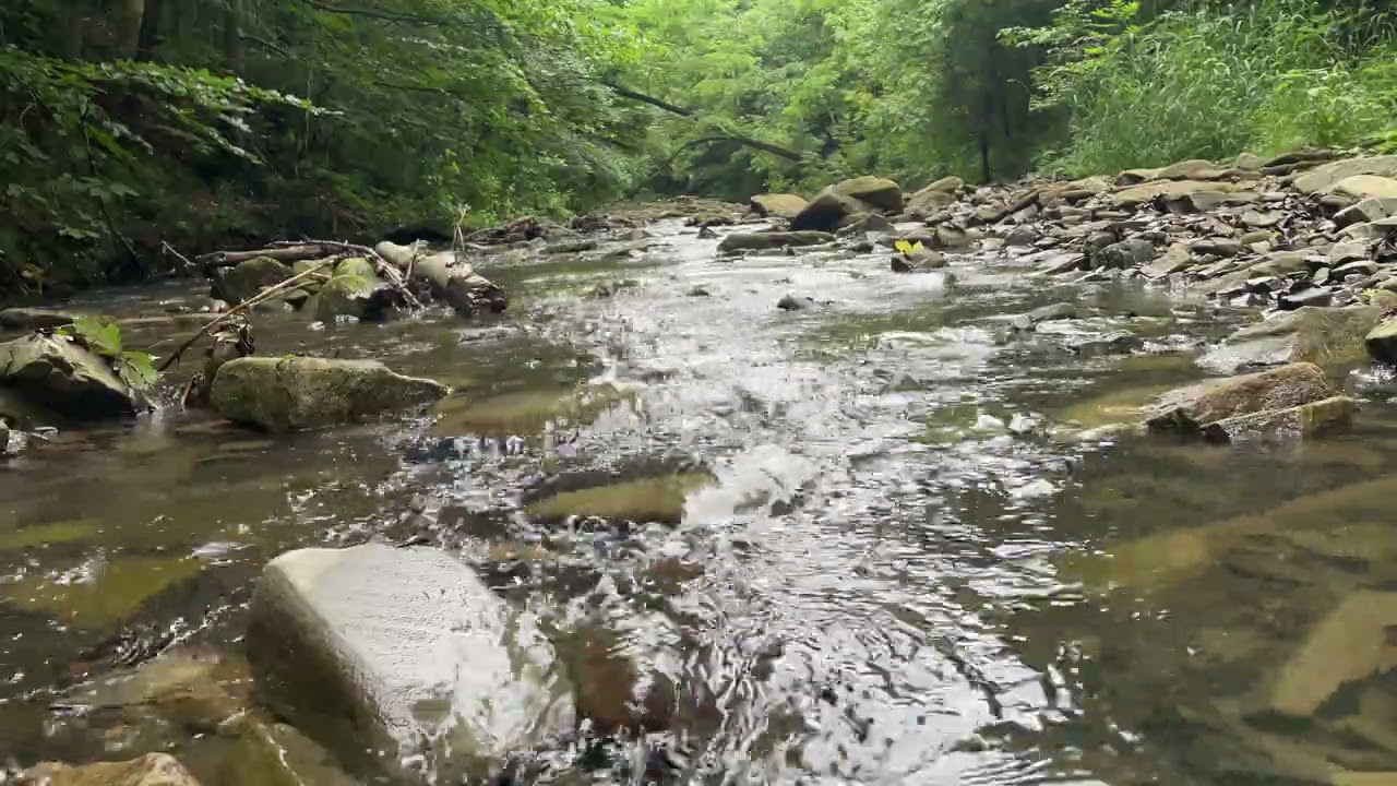 Relax Stream in Forest | Shot by ip12