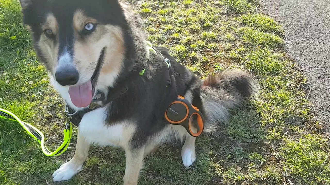 Perfect Fit Harness Review.