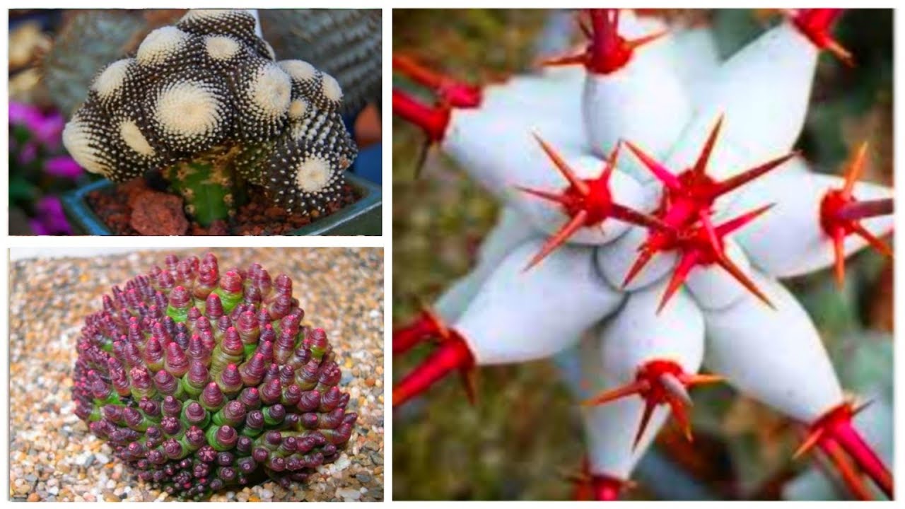 30 Most Rare Cactus