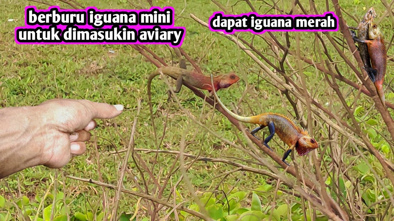 BERBURU BUNGLON MALAH DAPAT WARNA MERAH LANGSUNG MASUKIN KE AVIARY 
