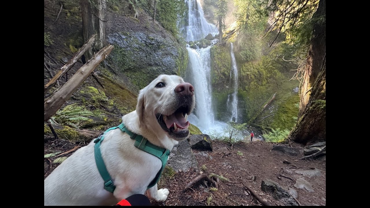 Washington’s Hidden Gem? Hiking the Breathtaking Falls Creek Falls Trail with My Dog!