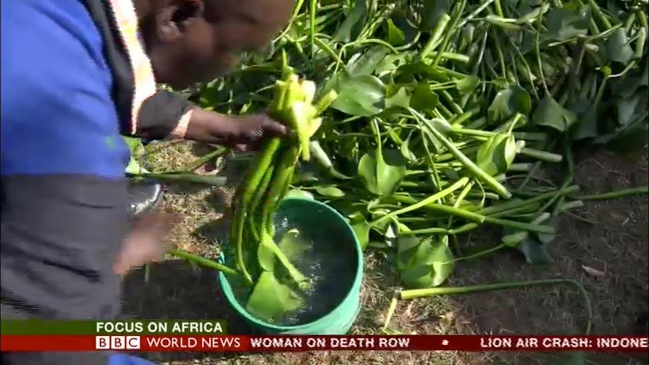 From Water Hyacinth to Bio Fuel - BBC World News