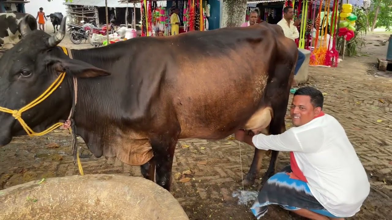 बिहार मानसी मंडी मैं गाय बहुत सस्ता है।