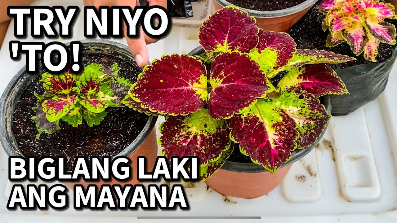 HOW TO GROW MAYANA FAST | Coleus and Garden Plants Proper Care and Propagation