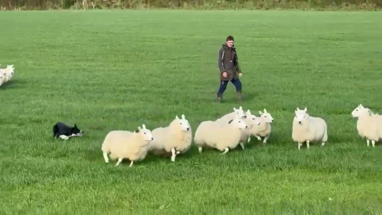 Lot 36: Mo - 13.11.24 - Farmers Marts Dolgellau Online Sheepdog Auction